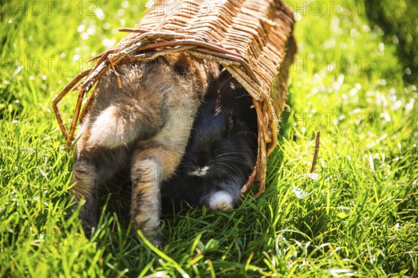 Rabbits playfully hide in a basket on the grass in sunlight, Graz, Austria