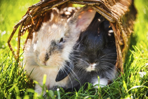 Two rabbits snug inside a wicker basket on lush green grass, Graz, Austria