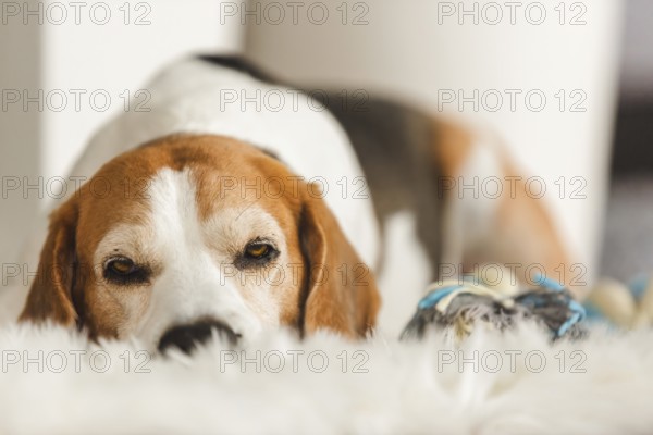A beagle lies down on a fluffy surface with a relaxed demeanor, Graz, Austria
