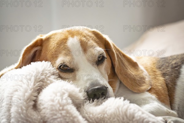 A beagle rests indoors on a soft blanket with a calm expression, Graz, Austria