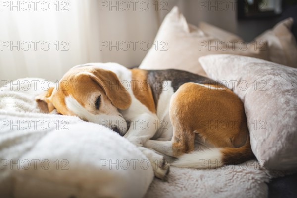 A beagle curled up comfortably on plush pillows under gentle light, Graz, Austria