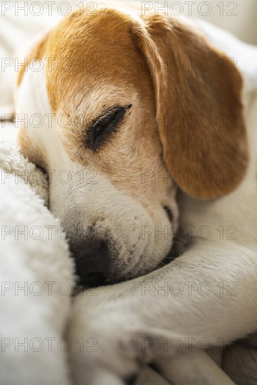 Close-focus image of a peaceful beagle sleeping with soft fur, Graz, Austria