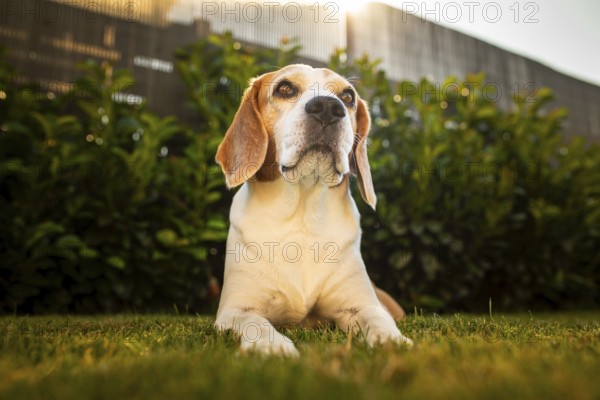 Beagle positioned majestically on grass in sunlight, Graz, Austria