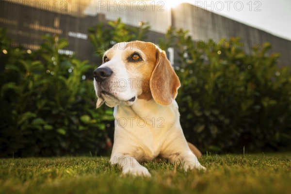Beagle lying on grass attentively looking away, Graz, Austria