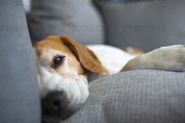 Beagle resting and looking relaxed on a sofa, Graz, Austria
