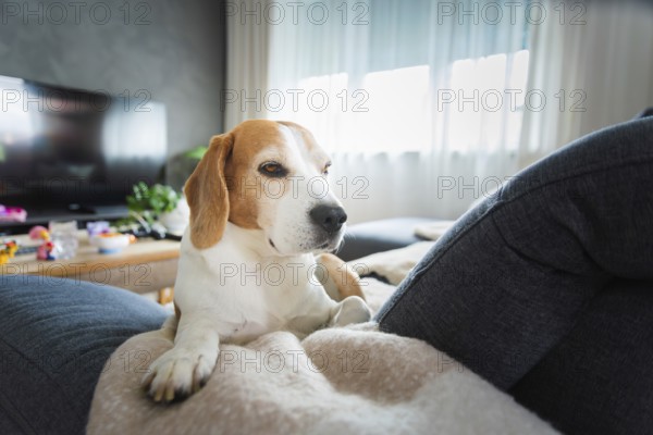 Beagle comfortably resting indoors on soft furnishings, in natural light, Graz, Austria