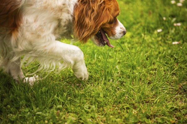 Dog with a paw lifted while attentively exploring grassy terrain, Rymanow, Poland