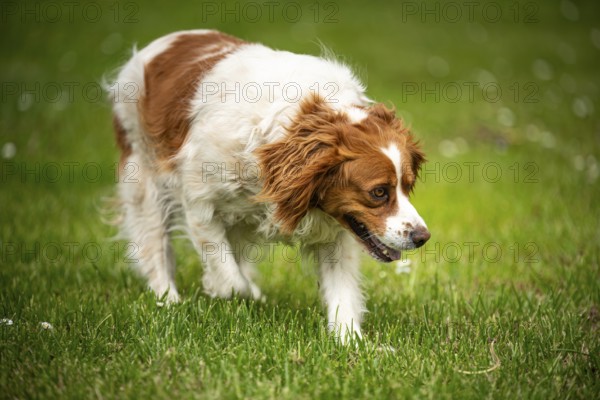 Curious dog moving along the grassy field in an outdoor setting, Rymanow, Poland