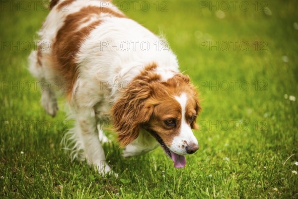 Brown and white dog walking on grass with its tongue out, exploring, Rymanow, Poland