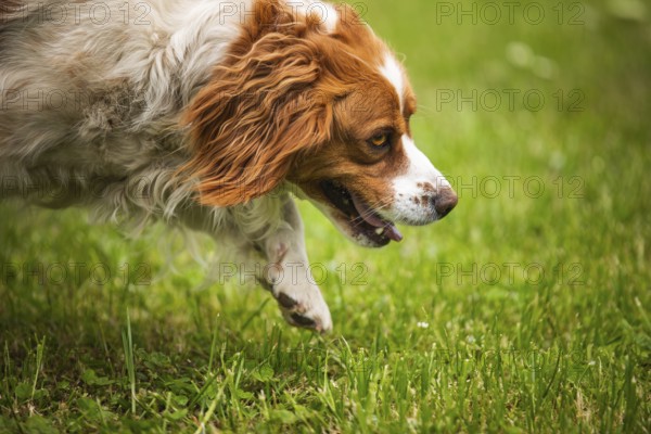 Close-up of a brown and white dog exploring grass with curiosity, Rymanow, Poland