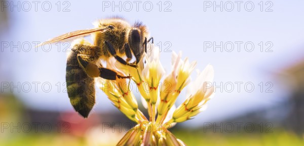 A bee pollinating a flower in a bright, sunny setting, Graz, Austria