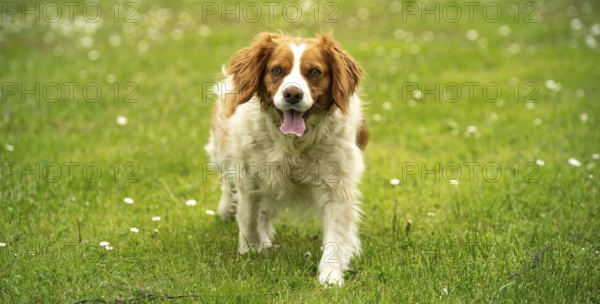 Brown and white dog running playfully on a grassy field, Rymanow, Poland
