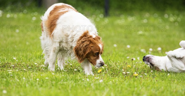 A spaniel approaches another dog rolling on the grass playfully, Rymanow, Poland