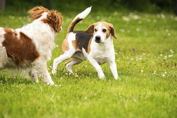 A beagle and a spaniel play on the grass, full of energy, Rymanow, Poland