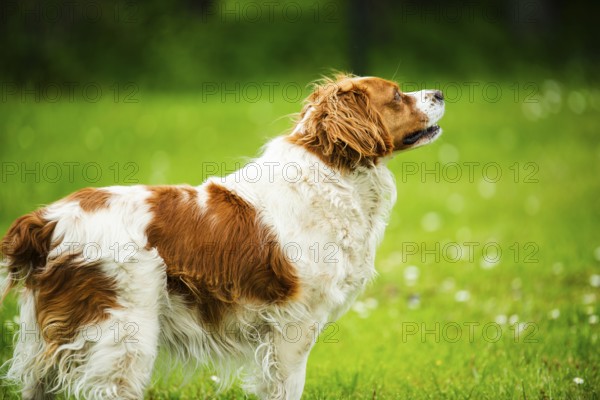 A fluffy spaniel stands on grass looking into the distance, Rymanow, Poland