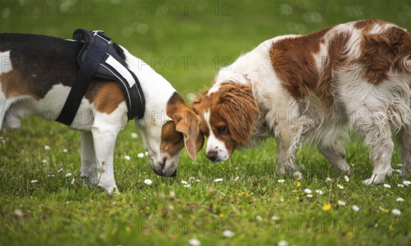 Two dogs sniffing the grass in a green outdoor setting, Rymanow, Poland