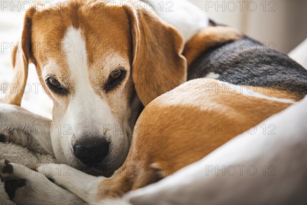 A close-up of a beagle looking alert and curious, captured in warm tones, Graz, Austria