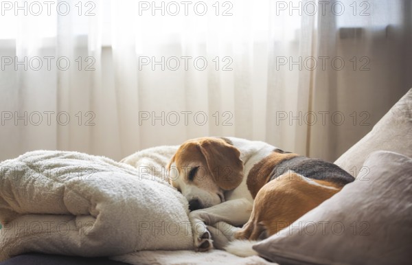 A calm and peaceful scene of a beagle sleeping in a softly lit home interior, Graz, Austria