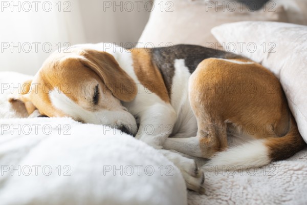 A beagle curled up comfortably on soft pillows in daylight, conveying tranquility, Graz, Austria