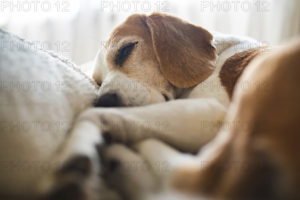 A beagle is sleeping peacefully, creating a cozy and relaxed atmosphere in natural light, Graz, Austria
