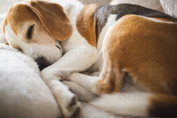 A close-up of a beagle napping serenely, surrounded by warm colors, Graz, Austria