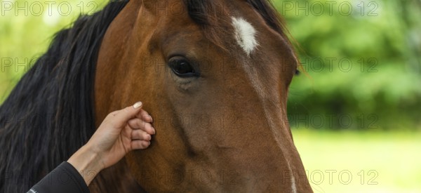 A gentle close-up of a horse being touched by a human outdoors, Rymanow, Poland