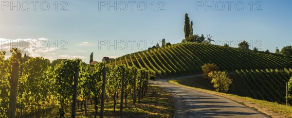 A winding road cuts through vibrant vineyards in daylight, Gamlitz, Austria