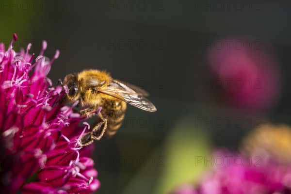 Bee on a bright pink flower, illuminated by sunlight, Graz, Austria