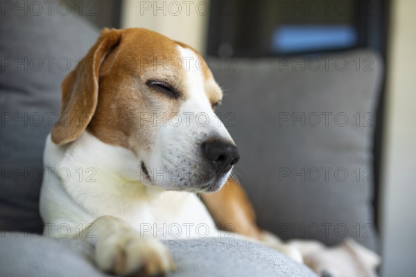 Beagle relaxing with eyes closed on a sofa, Graz, Austria