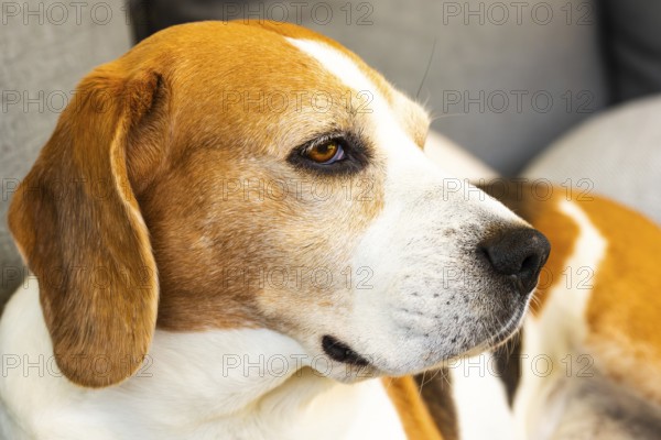 Beagle resting on a sofa indoors with a calm expression, Graz, Austria