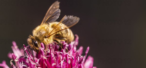 Close-up of a bee pollinating a purple-pink flower, Graz, Austria