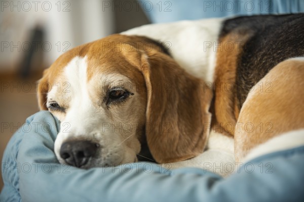 A beagle dog resting on a blue blanket, looking cozy, Graz, Austria