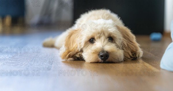 A fluffy Maltipoo dog peacefully laying on the floor indoors, Graz, Austria