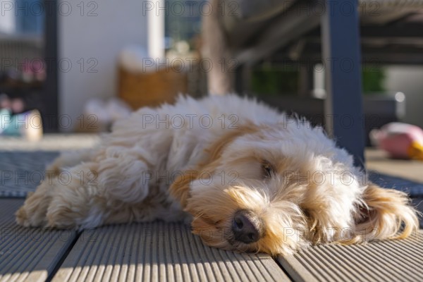 A fluffy Maltipoo dog resting on a sunlit patio area, Graz, Austria