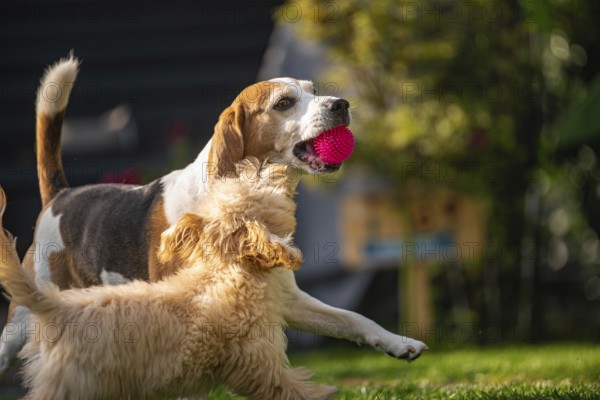 Two dogs joyfully playing with a pink ball on a sunny day, Graz, Austria