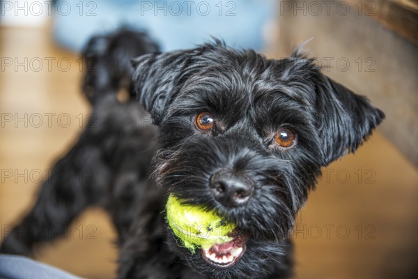 A black Yorkshire terrier dog with bright eyes holds a green ball, showcasing a curious and energetic vibe in an indoor setting, Graz, Austria