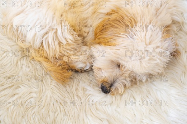 A fluffy Maltipoo dog peacefully sleeping on a furry white surface, Graz, Austria