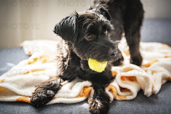 A black Yorkshire dog dog holds a yellow ball on a blanket, bathed in warm sunlight, exuding a playful and cozy atmosphere, Graz, Austria
