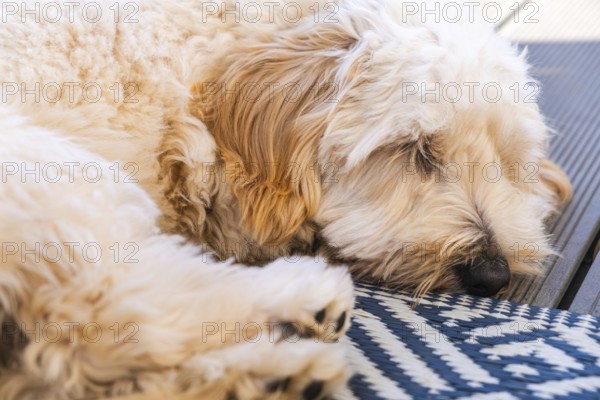 A fluffy beige Maltipoo dog sleeping comfortably on a patterned carpet, Graz, Austria