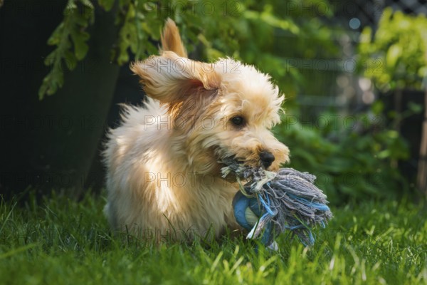 A playful Maltipoo dog in the grass with a rope toy, ears perked up, Graz, Austria