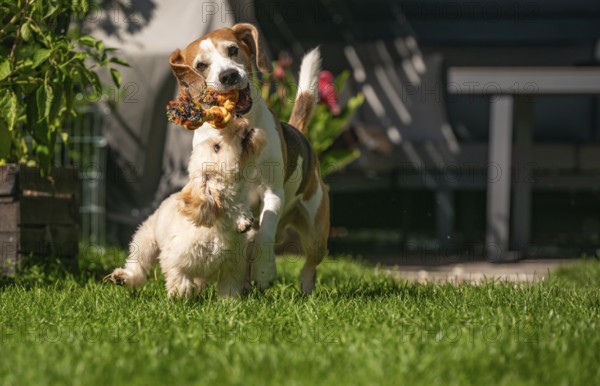 Maltipoo puppy and Beagle dog playfully tugging a toy in a grassy, sunlit garden, Graz, Austria