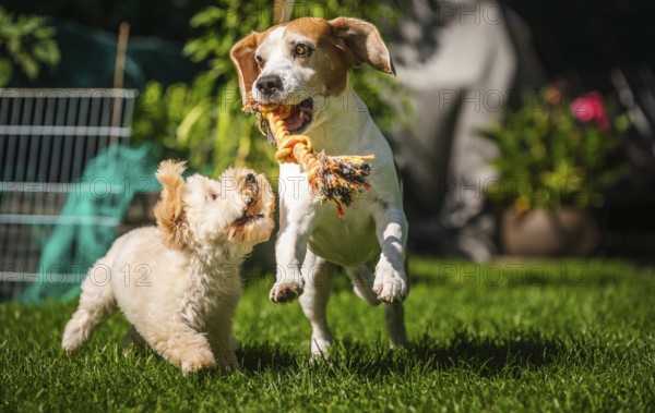 Energetic Maltipoo puppy and Beagle dog playing with a rope toy in a sunlit garden, Graz, Austria