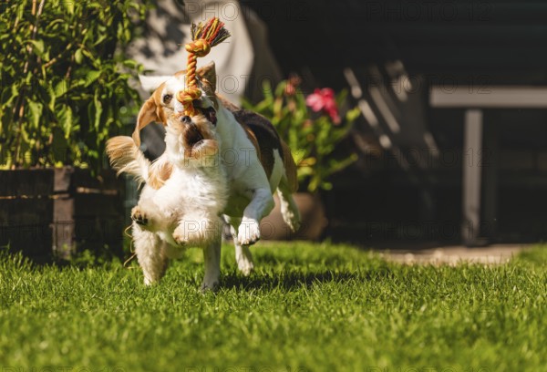 A dog jumping actively while holding a rope toy on green grass, Graz, Austria