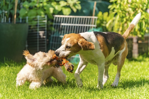 Maltipoo puppy and Beagle dog play with a rope toy on a sunny day in a green grassy area, Graz, Austria