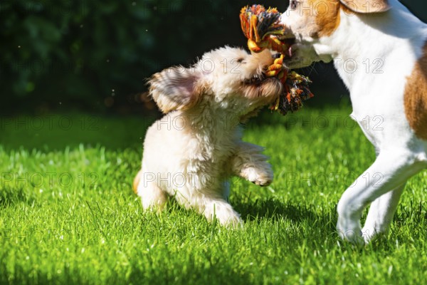 A Maltipoo puppy and a Beagle dog joyfully playing in a sunlit field, Graz, Austria