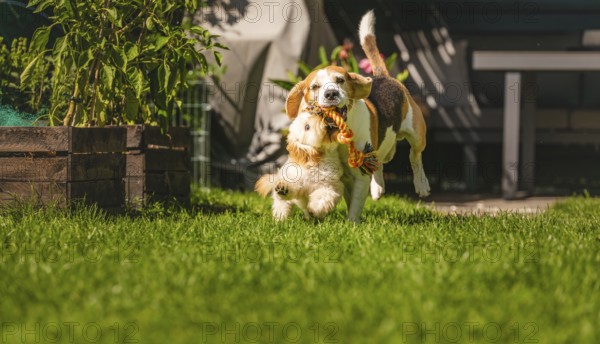 Maltipoo puppy and Beagle dog joyfully running and playing in a sunlit garden, Graz, Austria