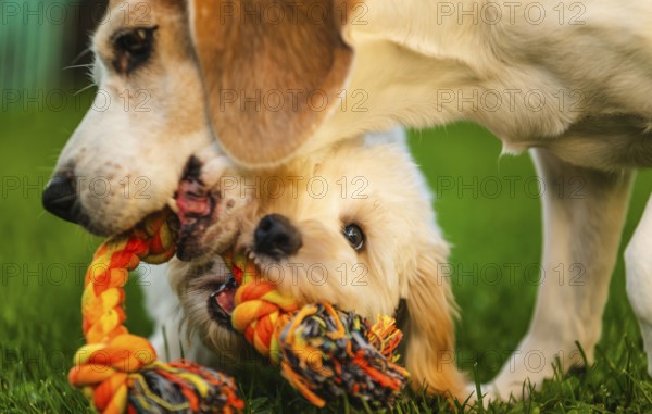 Maltipoo puppy and Beagle dog engaged in a playful tug-of-war on green grass, showing teamwork, Graz, Austria