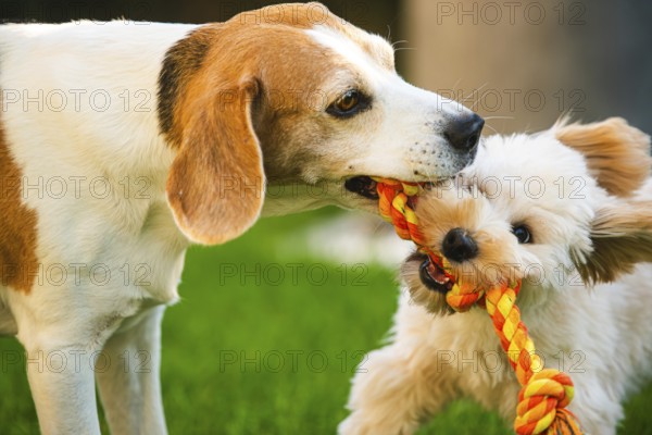 Maltipoo puppy and Beagle dog energetically pulling on a rope toy in a grassy outdoor environment, Graz, Austria