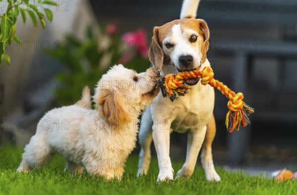 Maltipoo puppy and Beagle dog engaged in tug-of-war with a rope toy on green grass outdoors, Graz, Austria