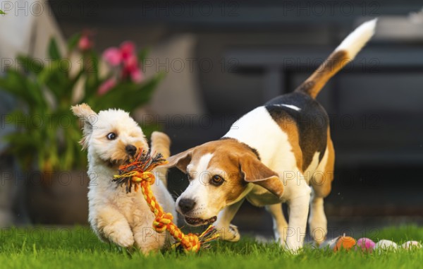 Maltipoo puppy and Beagle dog energetically playing with a rope toy in a garden setting, Graz, Austria